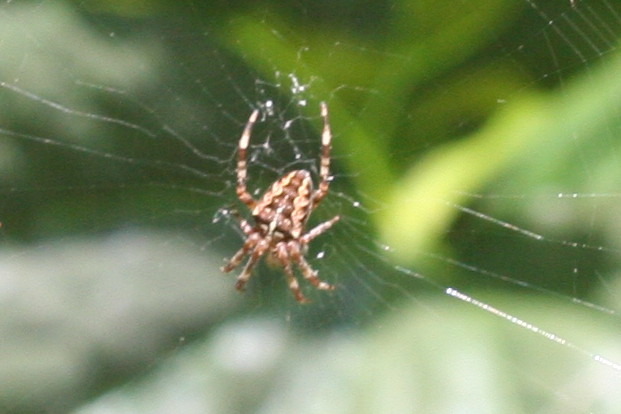 Araneus diadematus